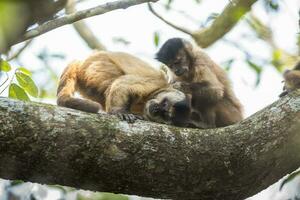 Brown striped tufted capuchin monkey,Amazon jungle,Brazil photo