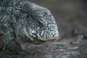 Argentine Black and white Tegu Lizard,Pantanal,Brazil photo