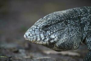 Argentine Black and white Tegu Lizard,Pantanal,Brazil photo