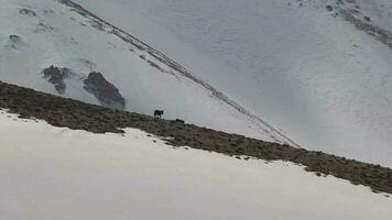 selvaggio cavallo passaggio su nevoso montagna cresta video