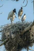 Nest of jabiru with chicks, Pantanal, Brazil photo