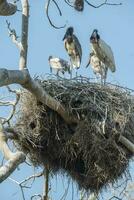 Nest of jabiru with chicks, Pantanal, Brazil photo