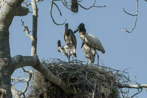 Nest of jabiru with chicks, Pantanal, Brazil photo