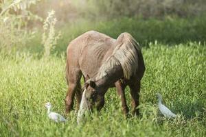 Horse and white herons, Pantanal , Brasil photo