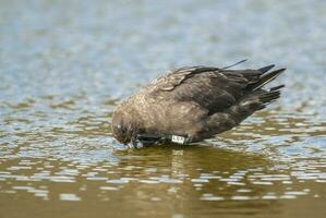 South polar skua,Stercorarius maccormicki, Antartica photo