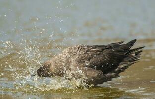 South polar skua,Stercorarius maccormicki, Antartica photo