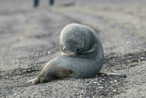 antártico piel sello, arctophoca gacela, un playa, antártico península. foto