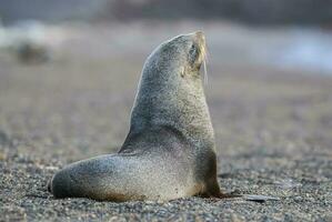 Antarctic fur seal,Arctophoca gazella, an beach, Antartic peninsula. photo