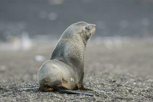 Antarctic fur seal,Arctophoca gazella, an beach, Antartic peninsula. photo