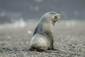 Antarctic fur seal,Arctophoca gazella, an beach, Antartic peninsula. photo