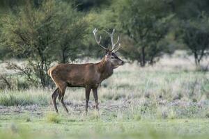 Male Red deer in La Pampa, Argentina, Parque Luro, Nature Reserve photo