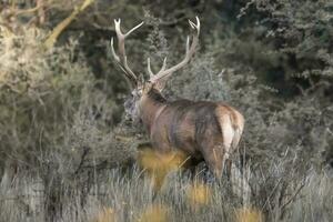 Red deer rut season, La Pampa, Argentina photo