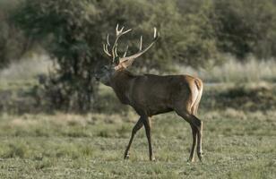 Red deer rut season, La Pampa, Argentina photo