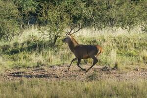 masculino rojo ciervo en la pampa, argentina, parque luro, naturaleza reserva foto