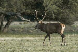 Red deer rut season, La Pampa, Argentina photo