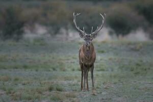 Red deer rut season, La Pampa, Argentina photo