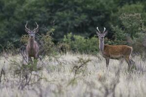 Red deer rut season, La Pampa, Argentina photo