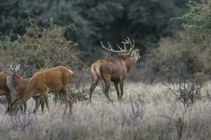 Red deer rut season, La Pampa, Argentina photo