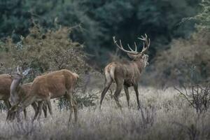 Red deer rut season, La Pampa, Argentina photo