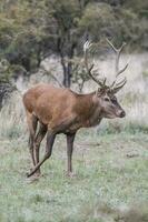 Red deer rut season, La Pampa, Argentina photo