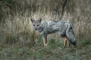 Patagonian grey fox, Patagonia, Argentina photo