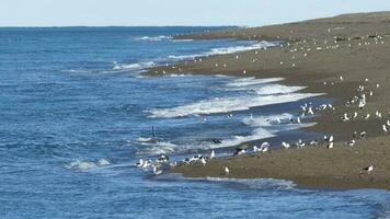 Orca hunting,  Patagonia Argentina photo