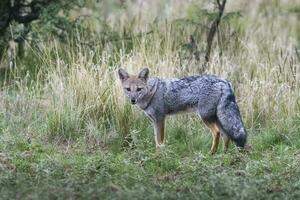 Pampas fox, Patagonia, Argentina photo