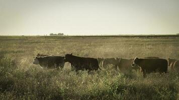 Steers and heifers raised with natural grass, Argentine meat production photo