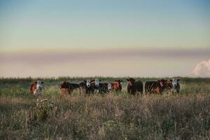 Steers and heifers raised with natural grass, Argentine meat production photo