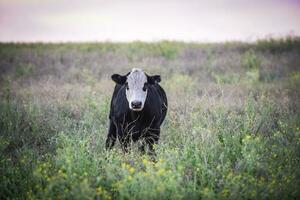 Steers and heifers raised with natural grass, Argentine meat production photo