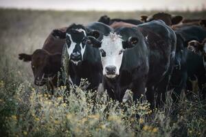 Steers and heifers raised with natural grass, Argentine meat production photo