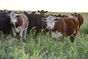 Steers and heifers raised with natural grass, Argentine meat production photo