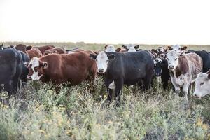 Steers and heifers raised with natural grass, Argentine meat production photo