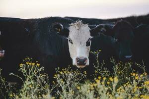 Steers and heifers raised with natural grass, Argentine meat production photo