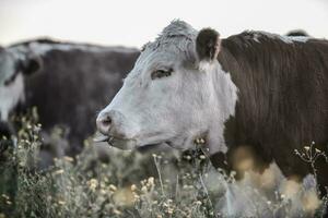 novillos y novillas elevado con natural césped, argentino carne producción foto