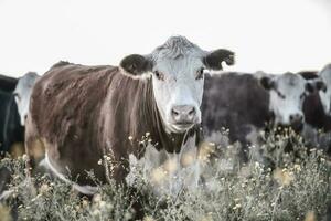 novillos y novillas elevado con natural césped, argentino carne producción foto