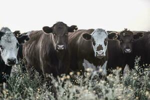 Steers and heifers raised with natural grass, Argentine meat production photo