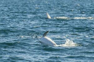 Dusky Dolphin jumping, Peninsula Valdes,Patagonia,Argentina photo