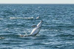 Dusky Dolphin jumping, Peninsula Valdes,Patagonia,Argentina photo