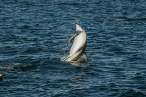 Dusky Dolphin jumping, Peninsula Valdes,Patagonia,Argentina photo