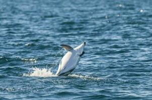 Dusky Dolphin jumping, Peninsula Valdes,Patagonia,Argentina photo