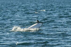 Dusky Dolphin jumping, Peninsula Valdes,Patagonia,Argentina photo