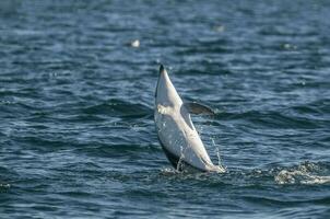 Dusky Dolphin jumping, Peninsula Valdes,Patagonia,Argentina photo