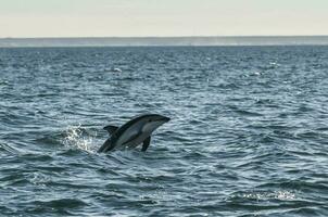 Dusky Dolphin jumping, Peninsula Valdes,Patagonia,Argentina photo