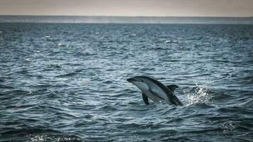 Dusky Dolphin jumping, Peninsula Valdes,Patagonia,Argentina photo