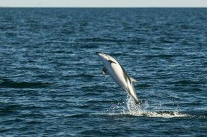 Dusky Dolphin jumping, Peninsula Valdes,Patagonia,Argentina photo