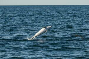 Dusky Dolphin jumping, Peninsula Valdes,Patagonia,Argentina photo