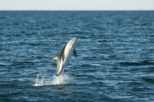 Dusky Dolphin jumping, Peninsula Valdes,Patagonia,Argentina photo