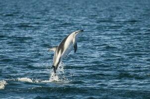 Dusky Dolphin jumping, Peninsula Valdes,Patagonia,Argentina photo
