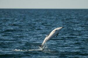 oscuro delfín saltando, península valdés,patagonia,argentina foto